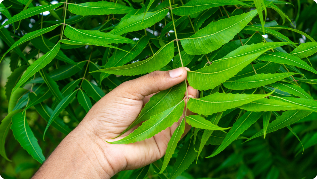 Neem list11